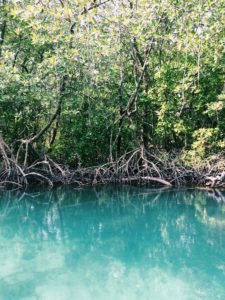 Warna air ketika susur mangrove. Biru sekali, ya!